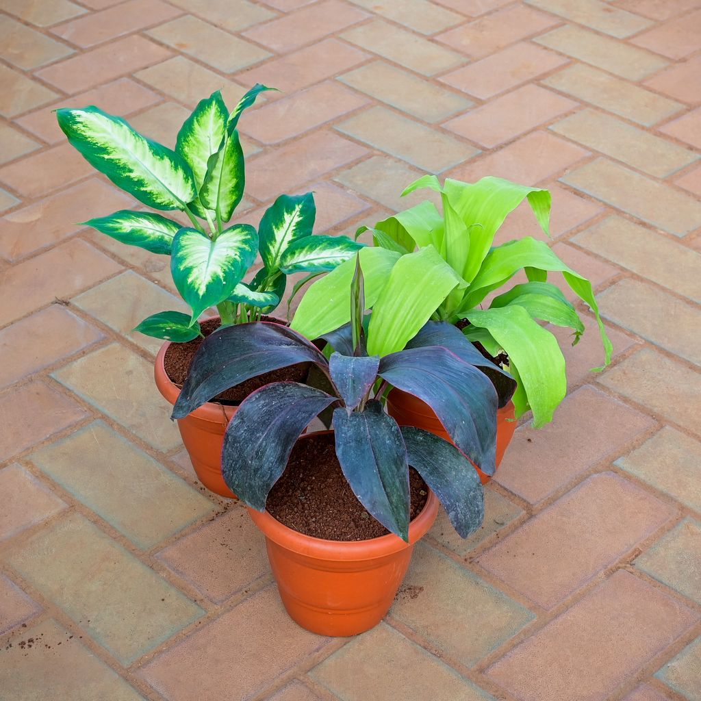 Buy Set of 3 - Dracaena Green, Rosea & Dieffenbachia Dumbcane in 7 Inch Classy Red Plastic Pot Online | Urvann.com Set of 3 - Dracaena Green, Rosea & Dieffenbachia Dumbcane in 7 Inch Classy Red Plastic Pot