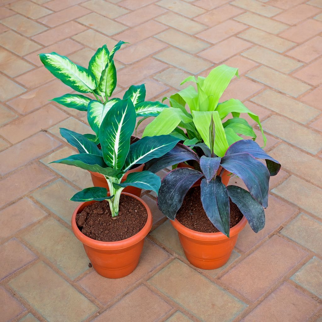 Set of 4 - Dracaena Rosea, Green, Dieffenbachia Dumbcane & Green in 7 Inch Classy Red Plastic Pot