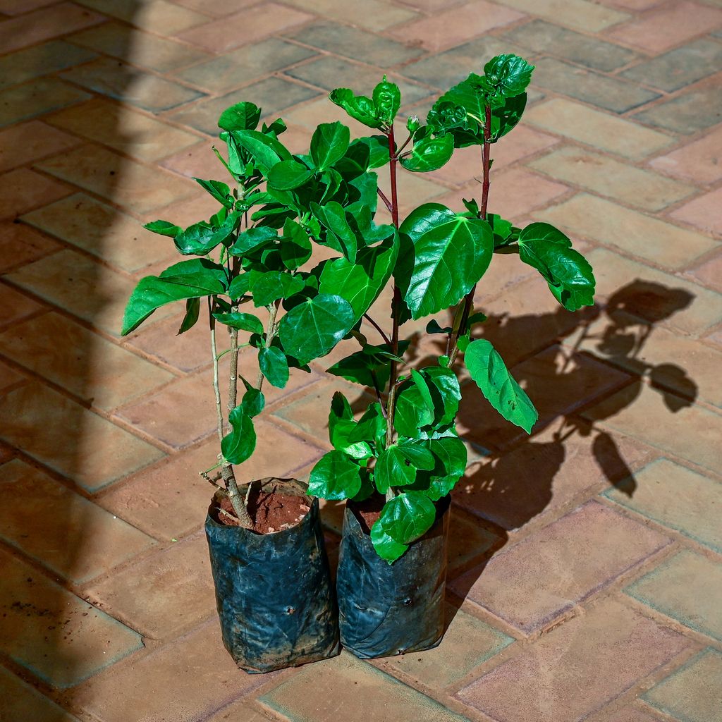 Set of 2 - Hibiscus / Gudhal (any colour) in 4 Inch Nursery Bag