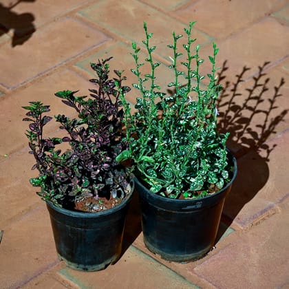 Buy Set of 2 - Hypoestes / Polka Dot (Green White & Pink Black) in 4 Inch Nursery Pot Online | Urvann.com