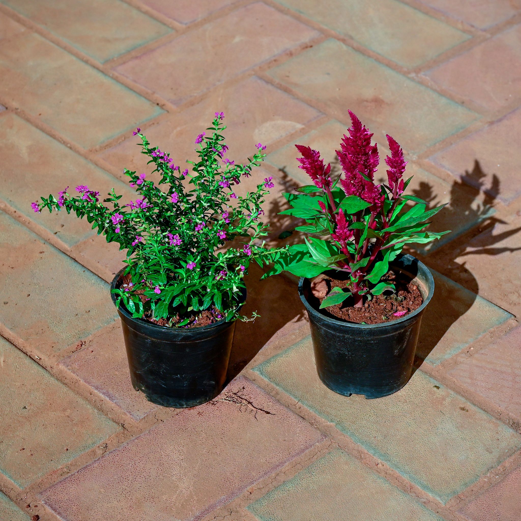 Set of 2 - Cuphea / False Heather Pink & Cockscomb (any colour) in 5 Inch Nursery Pot
