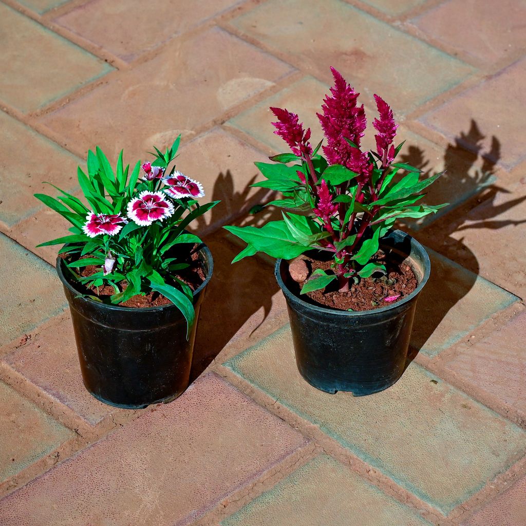 Buy Set of 2 - Dianthus & Cockscomb (any colour) in 5 Inch Nursery Pot Online | Urvann.com Set of 2 - Dianthus & Cockscomb (any colour) in 5 Inch Nursery Pot