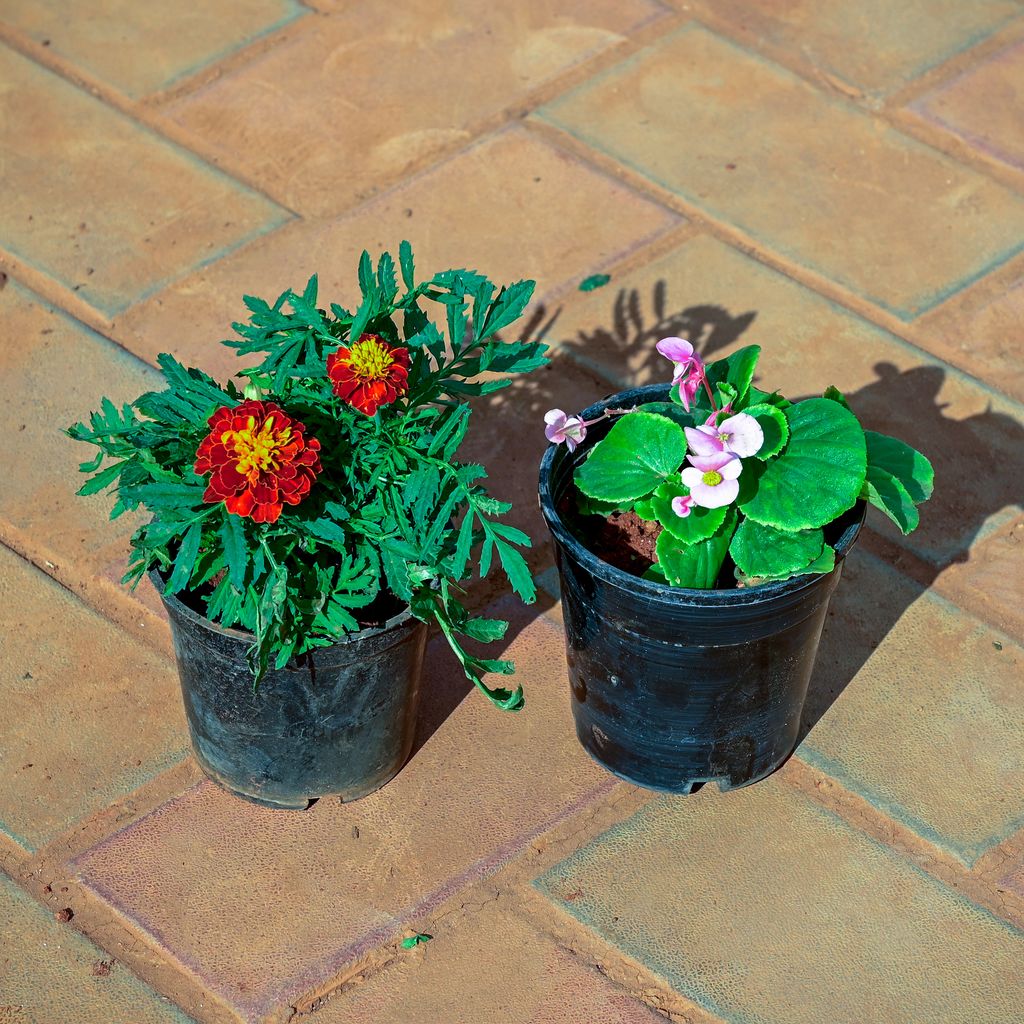 Buy Set of 2 - Marigold / Genda Red & Begonia White in 4 Inch Nursery Pot Online | Urvann.com Set of 2 - Marigold / Genda Red & Begonia White in 4 Inch Nursery Pot