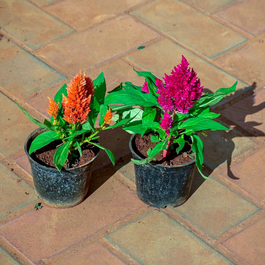 Buy Set of 2 - Cockscomb (Orange & Pink) in 4 Inch Nursery Pot Online | Urvann.com Set of 2 - Cockscomb (Orange & Pink) in 4 Inch Nursery Pot