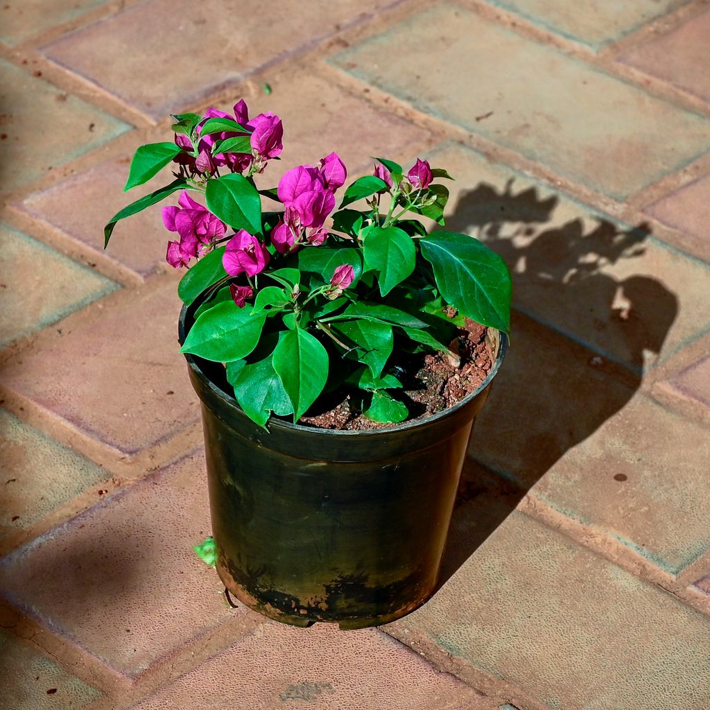 Bougainvillea Pink in 6 Inch Nursery Pot