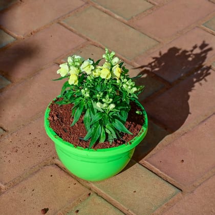 Buy Antirrhinum Majus (Snapdragon) / Dog Flower Yellow in 7 Inch Hanging Pot (any colour) Online | Urvann.com