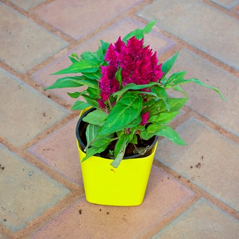 Cockscomb Pink in 4 Inch Premium Square Plastic Pot (any colour)