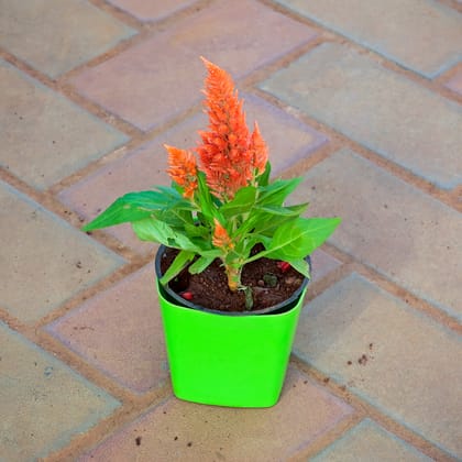 Buy Cockscomb Orange in 4 Inch Premium Square Plastic Pot (any colour) Online | Urvann.com