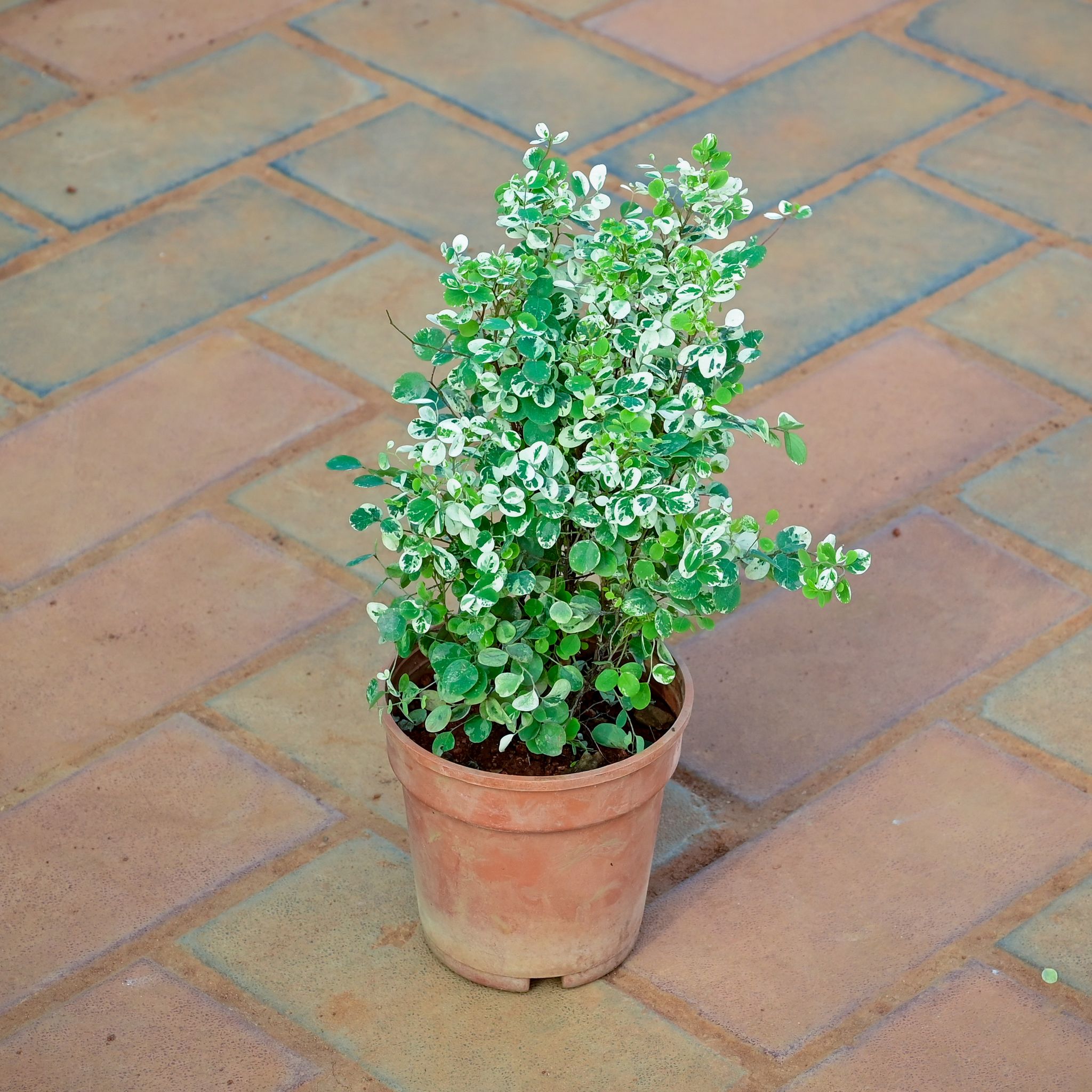 Breynia in 5 Inch Nursery Pot