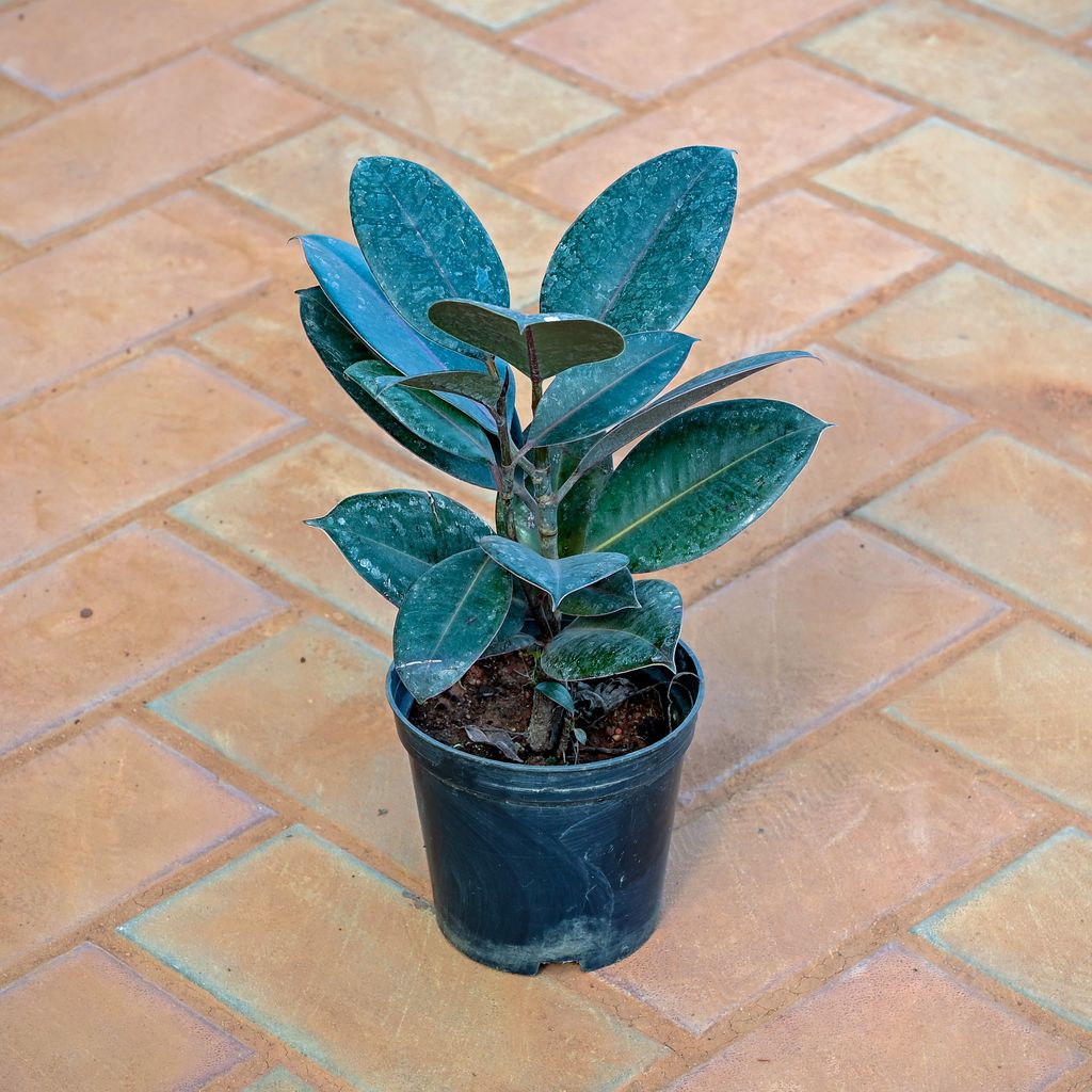Buy Rubber Plant in 5 Inch Nursery Pot Online | Urvann.com Rubber Plant in 5 Inch Nursery Pot