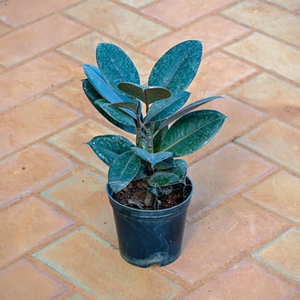 Buy Rubber Plant in 5 Inch Nursery Pot Online | Urvann.com