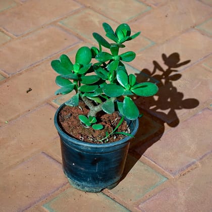 Buy Crassula Bonsai in 5 Inch Nursery Pot Online | Urvann.com
