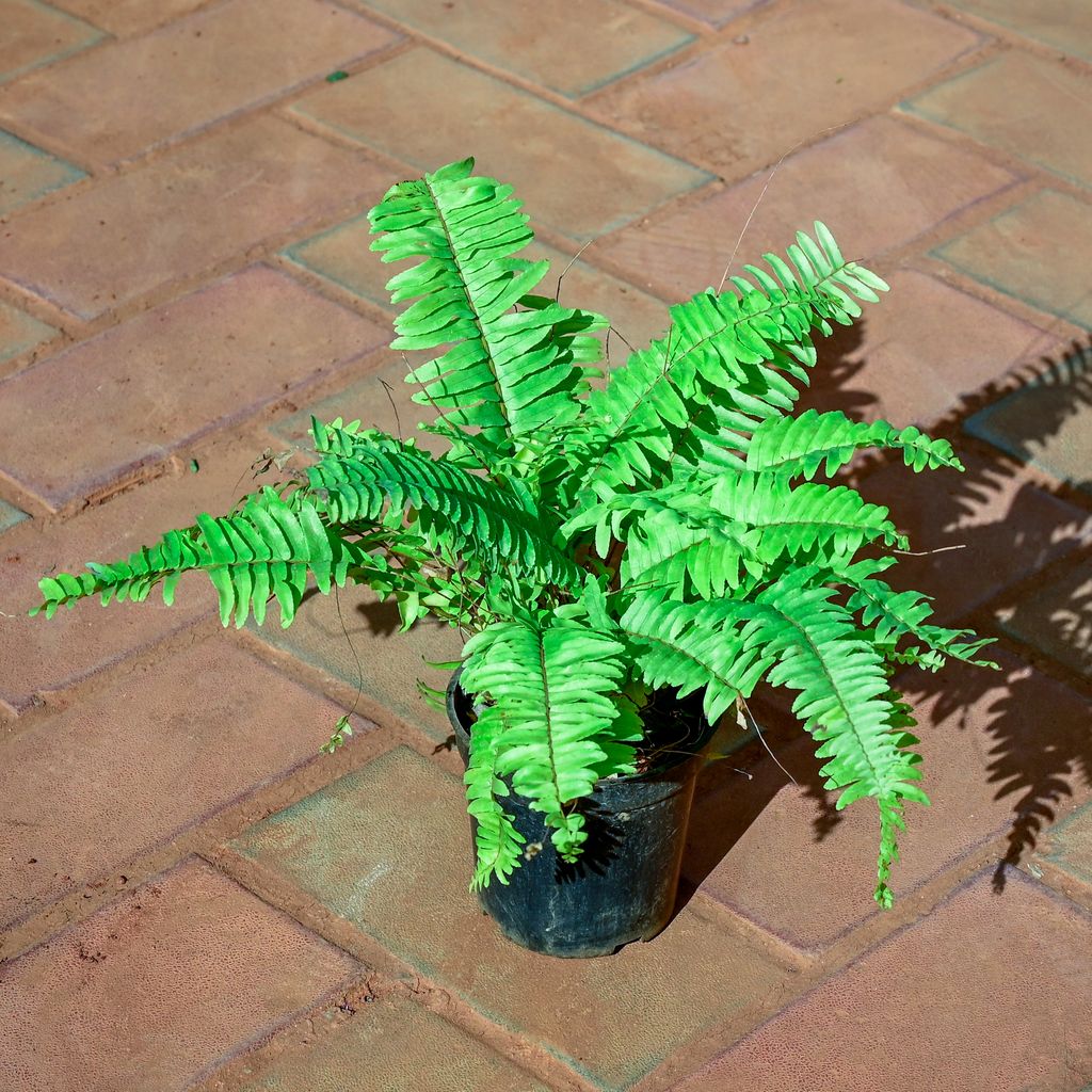 Buy Fern Green in 5 Inch Nursery Pot Online | Urvann.com Fern Green in 5 Inch Nursery Pot