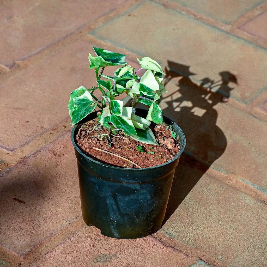Buy English Ivy Succulent in 4 Inch Nursery Pot Online | Urvann.com English Ivy Succulent in 4 Inch Nursery Pot