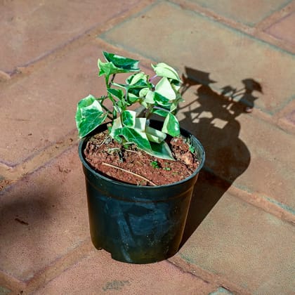 Buy English Ivy Succulent in 4 Inch Nursery Pot Online | Urvann.com