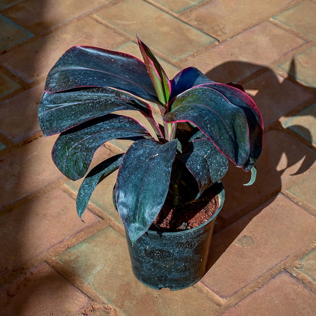 Buy Dracaena Rosea in 6 Inch Nursery Pot Online | Urvann.com Dracaena Rosea in 6 Inch Nursery Pot