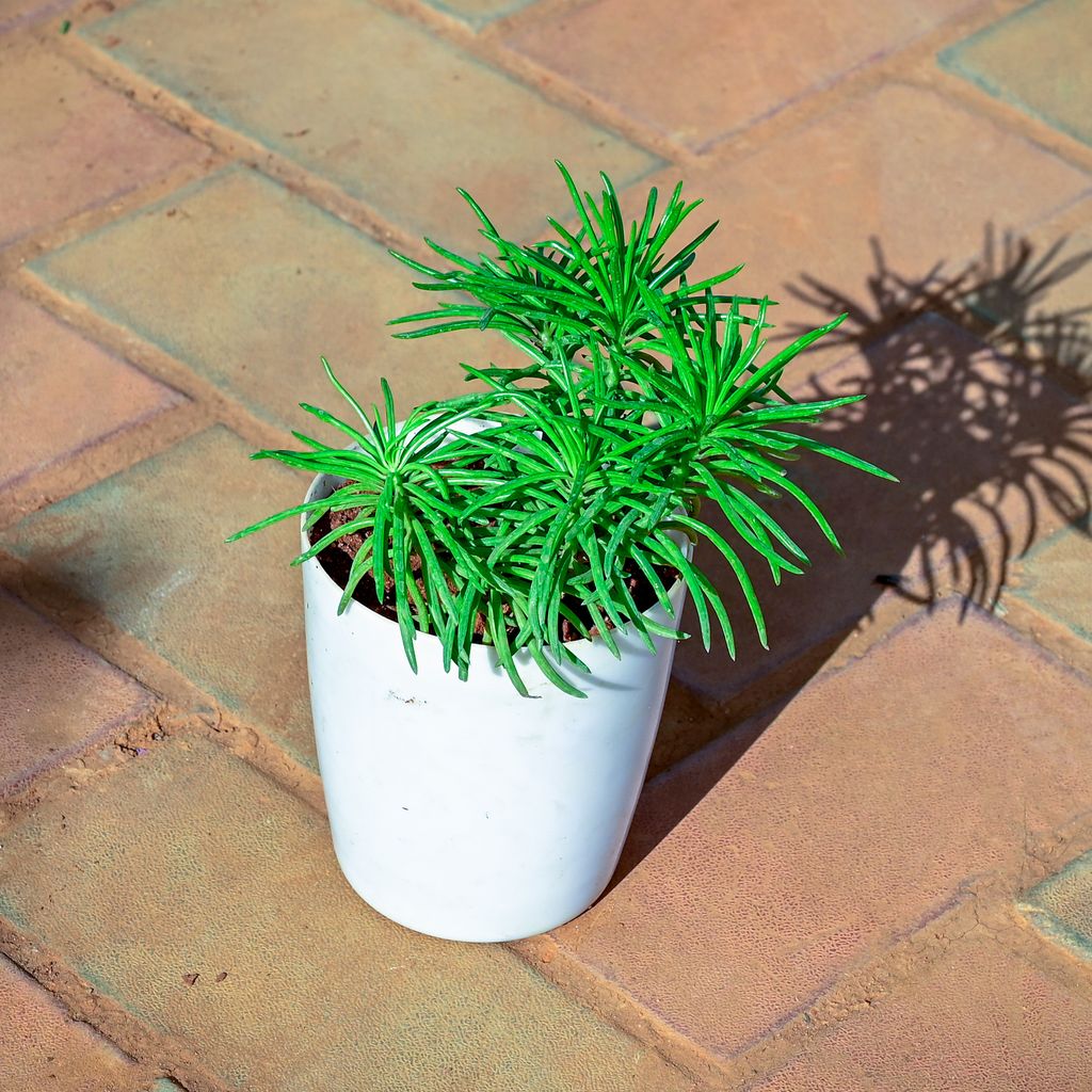 Pine Succulent in 5 Inch White Premium Sphere Plastic Pot