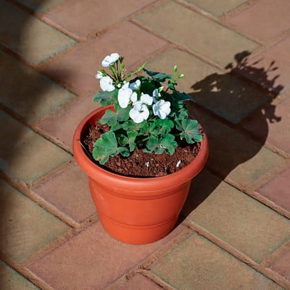 Buy Geranium ( Any Colour) in 7 Inch Classy Red Plastic Pot Online | Urvann.com