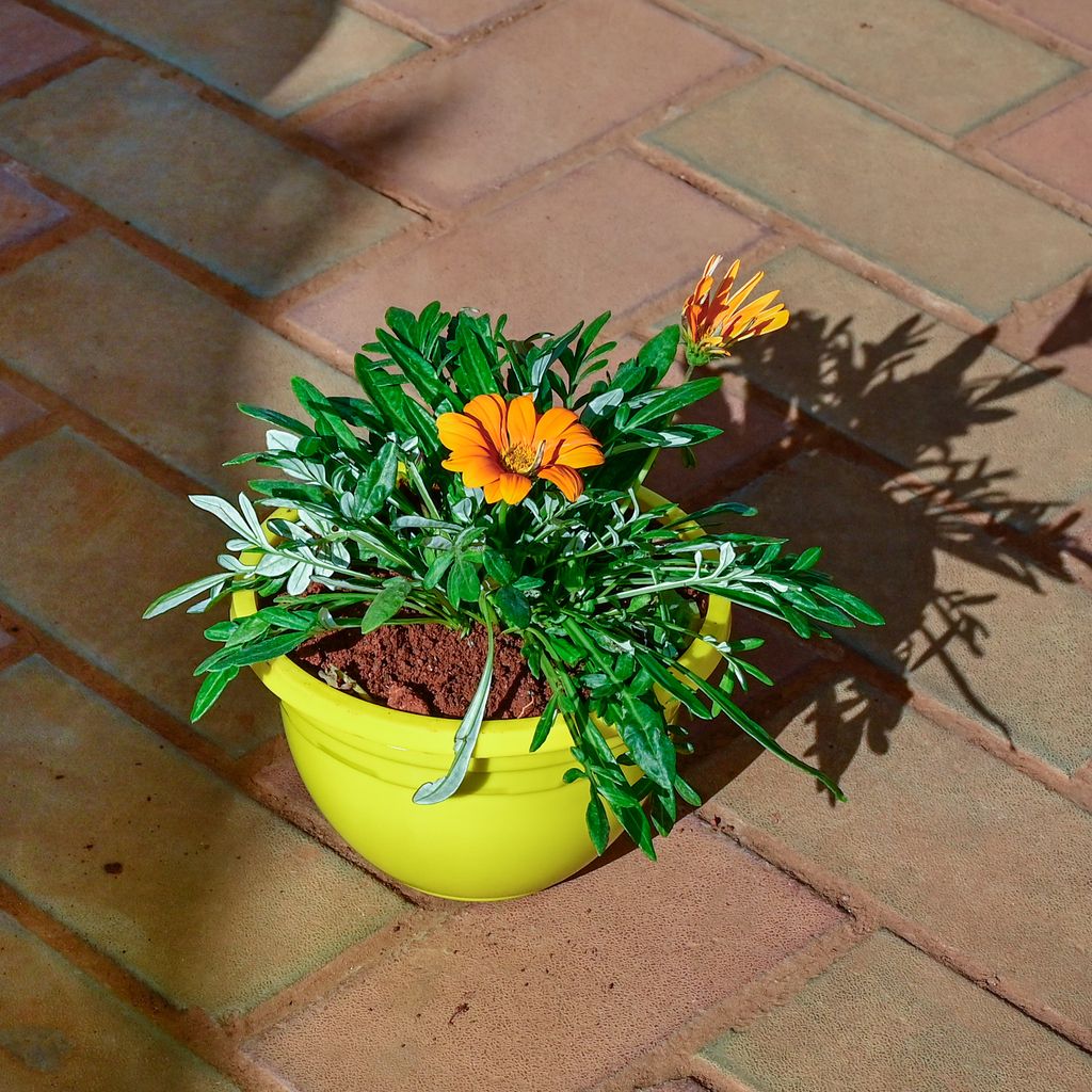 Gazania ( Any Colour) in 7 Inch Yellow Designer Plastic Pot