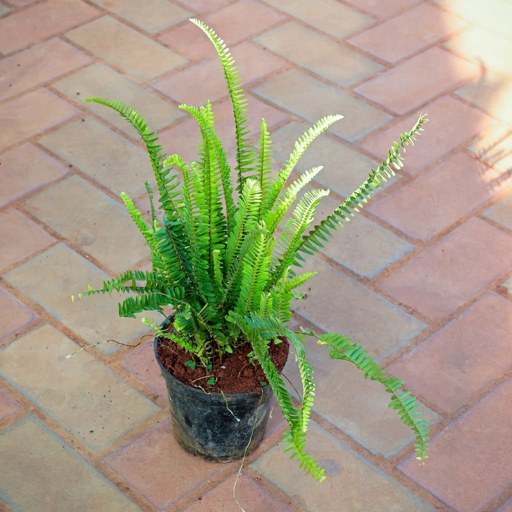 Buy Fern Green in 4 Inch Nursery Pot Online | Urvann.com Fern Green in 4 Inch Nursery Pot