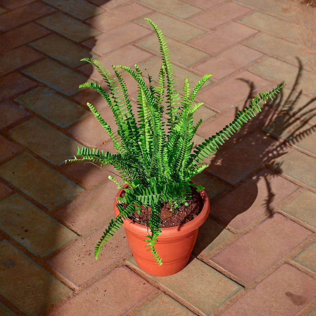 Buy Fern Green in 7 Inch Classy Red Plastic Pot Online | Urvann.com Fern Green in 7 Inch Classy Red Plastic Pot