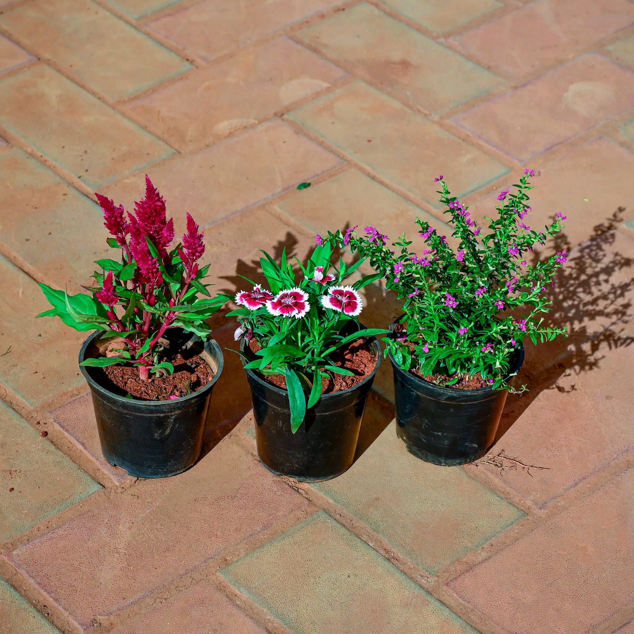 Set of 3 - Cockscomb, Cuphea / False Heather & Dianthus (any colour) in 5 Inch Nursery Pot