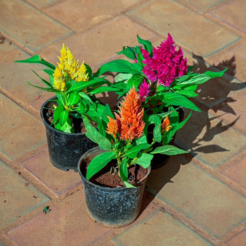 Buy Set of 3 - Cockscomb (Yellow, Orange & Pink) in 4 Inch Nursery Pot Online | Urvann.com Set of 3 - Cockscomb (Yellow, Orange & Pink) in 4 Inch Nursery Pot