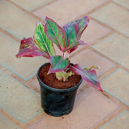 Buy Aglaonema Lipstick in 4 Inch Nursery Pot Online | Urvann.com