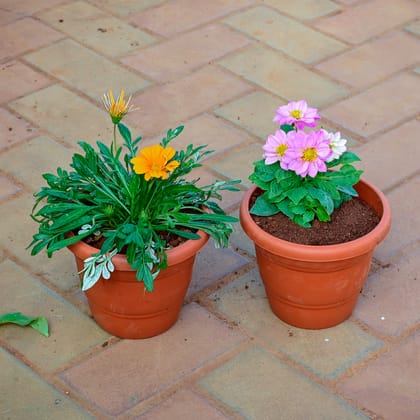 Buy Set of 2 - Gazania & Zinnia (Any Colour) in 7 Inch Classy Red Plastic Pot Online | Urvann.com
