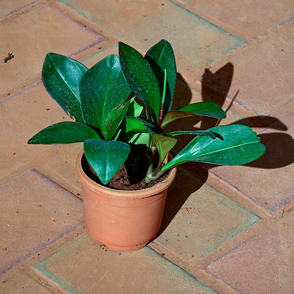 Buy Peperomia Black in 4 Inch Nursery Pot Online | Urvann.com Peperomia Black in 4 Inch Nursery Pot