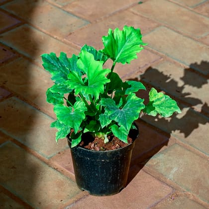 Buy Xanadu Big Leaves Green in 5 Inch Nursery Pot Online | Urvann.com