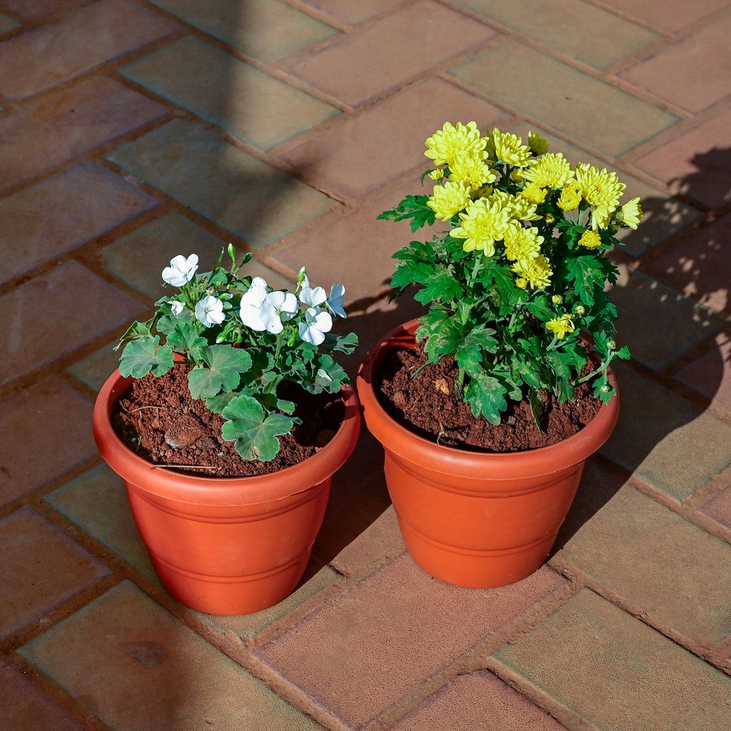 Buy Set of 2 - Geranium & Chrysanthemum / Guldawari / Guldaudi (any colour) in 7 Inch Classy Red Plastic Pot Online | Urvann.com Set of 2 - Geranium & Chrysanthemum / Guldawari / Guldaudi (any colour) in 7 Inch Classy Red Plastic Pot