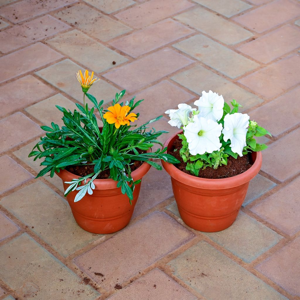 Buy Set of 2 - Gazania & Zinnia (Any colour) in 7 Inch Classy Red Plastic Pot Online | Urvann.com Set of 2 - Gazania & Zinnia (Any colour) in 7 Inch Classy Red Plastic Pot