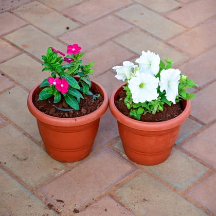 Buy Set of 2 -  Periwinkle / Vinca / Sadabahar & Petunia (any colour) in 7 Inch Classy Red Plastic Pot Online | Urvann.com