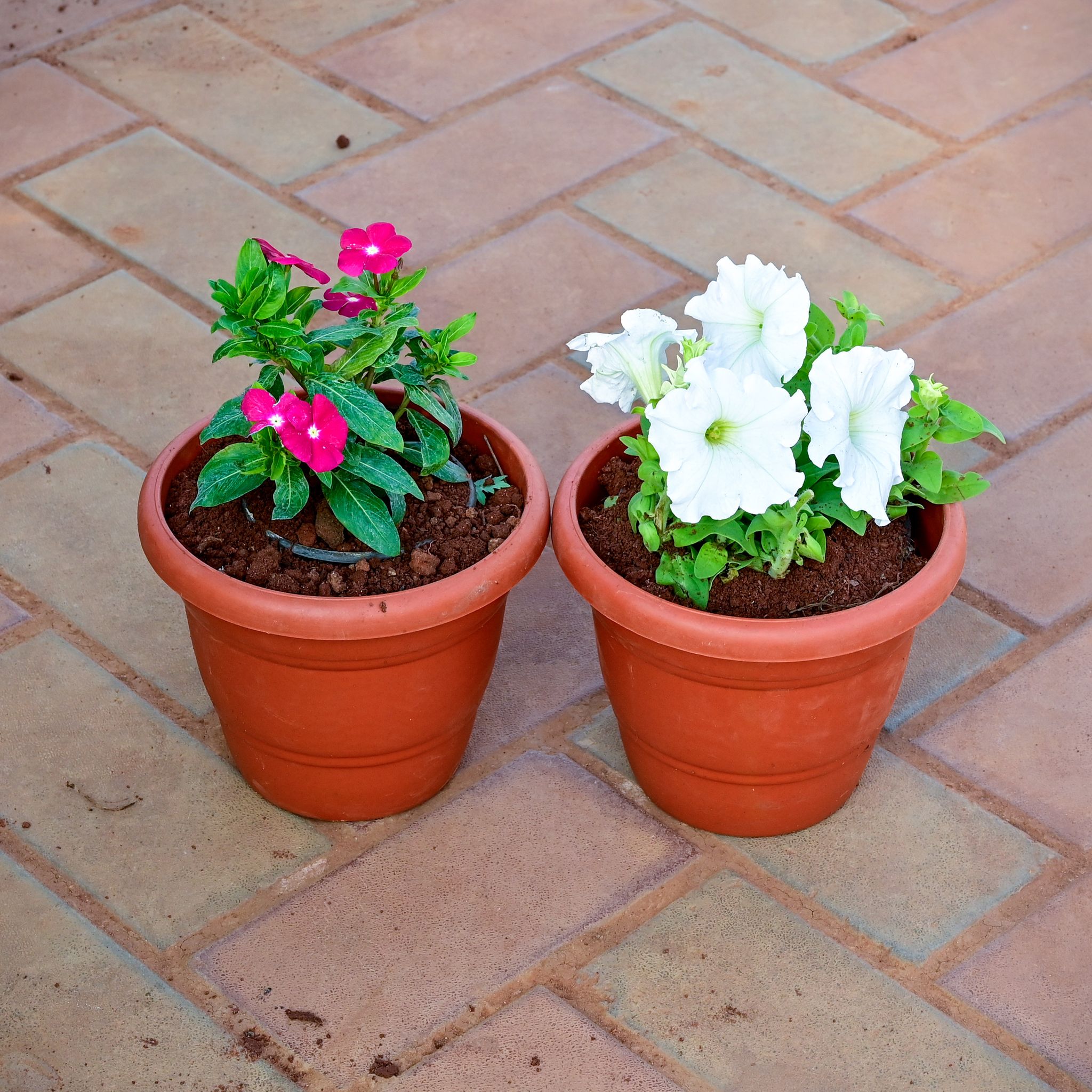Set of 2 - Periwinkle / Vinca / Sadabahar & Petunia (any colour) in 7 Inch Classy Red Plastic Pot