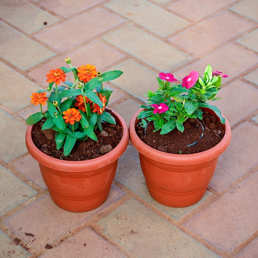 Set of 2 - Periwinkle / Vinca / Sadabahar & Zinnia (any colour) in 7 Inch Classy Red Plastic Pot