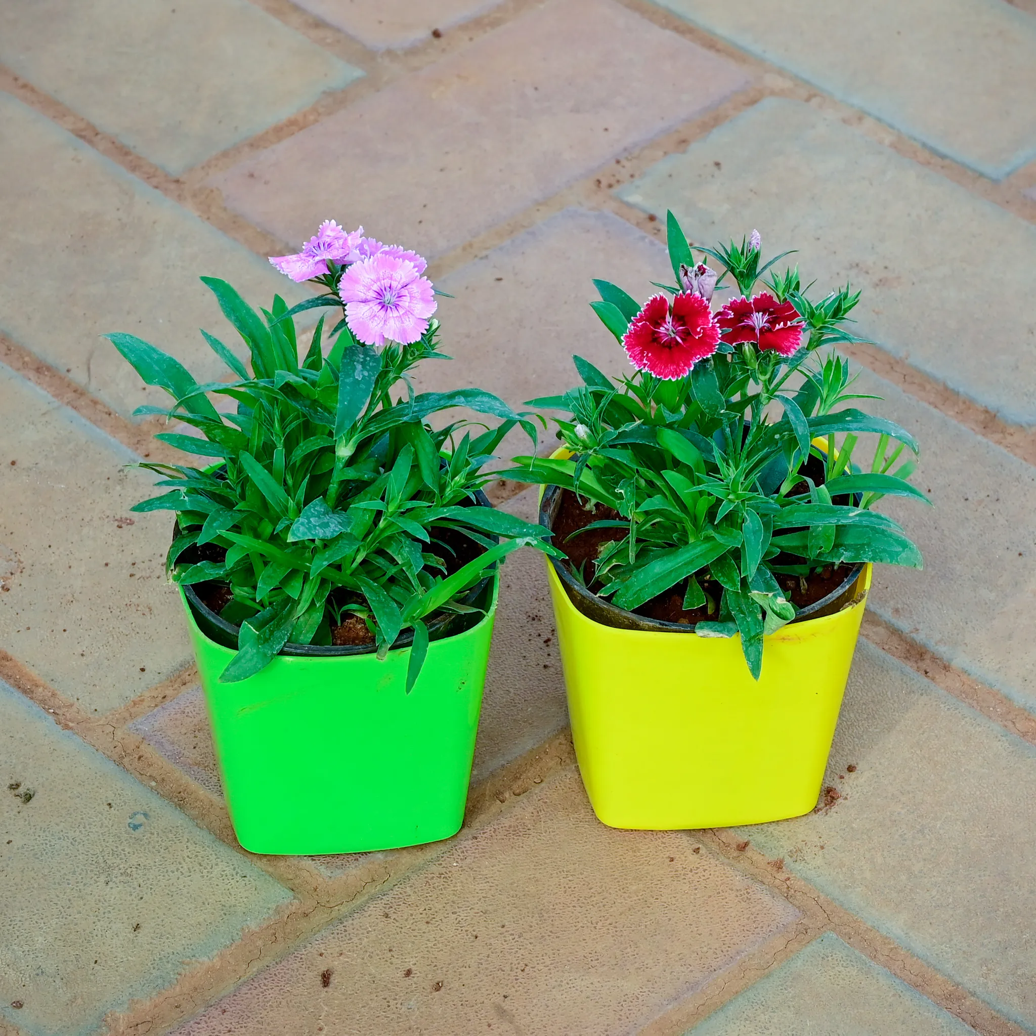 Set of 2 - Dianthus (Red & Light Pink) in 4 Inch Premium Square Plastic Pot (any colour)
