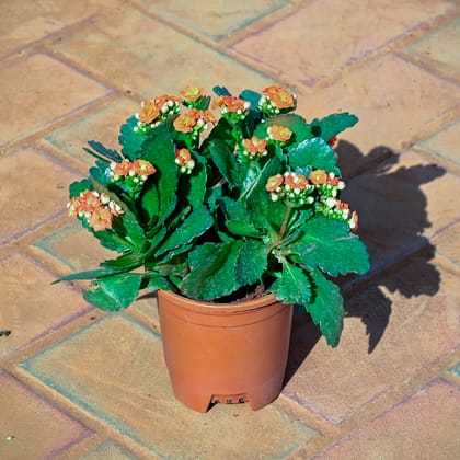 Buy Kalanchoe Orange Succulent in 5 Inch Nursery Pot Online | Urvann.com