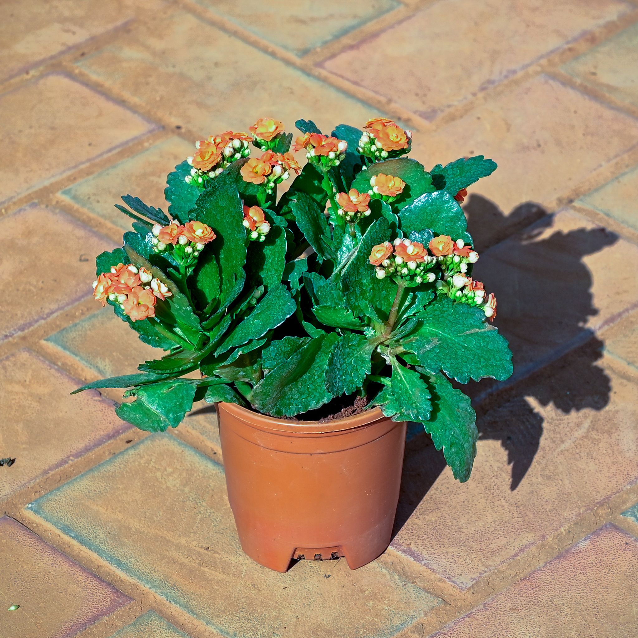 Kalanchoe Orange Succulent in 5 Inch Nursery Pot