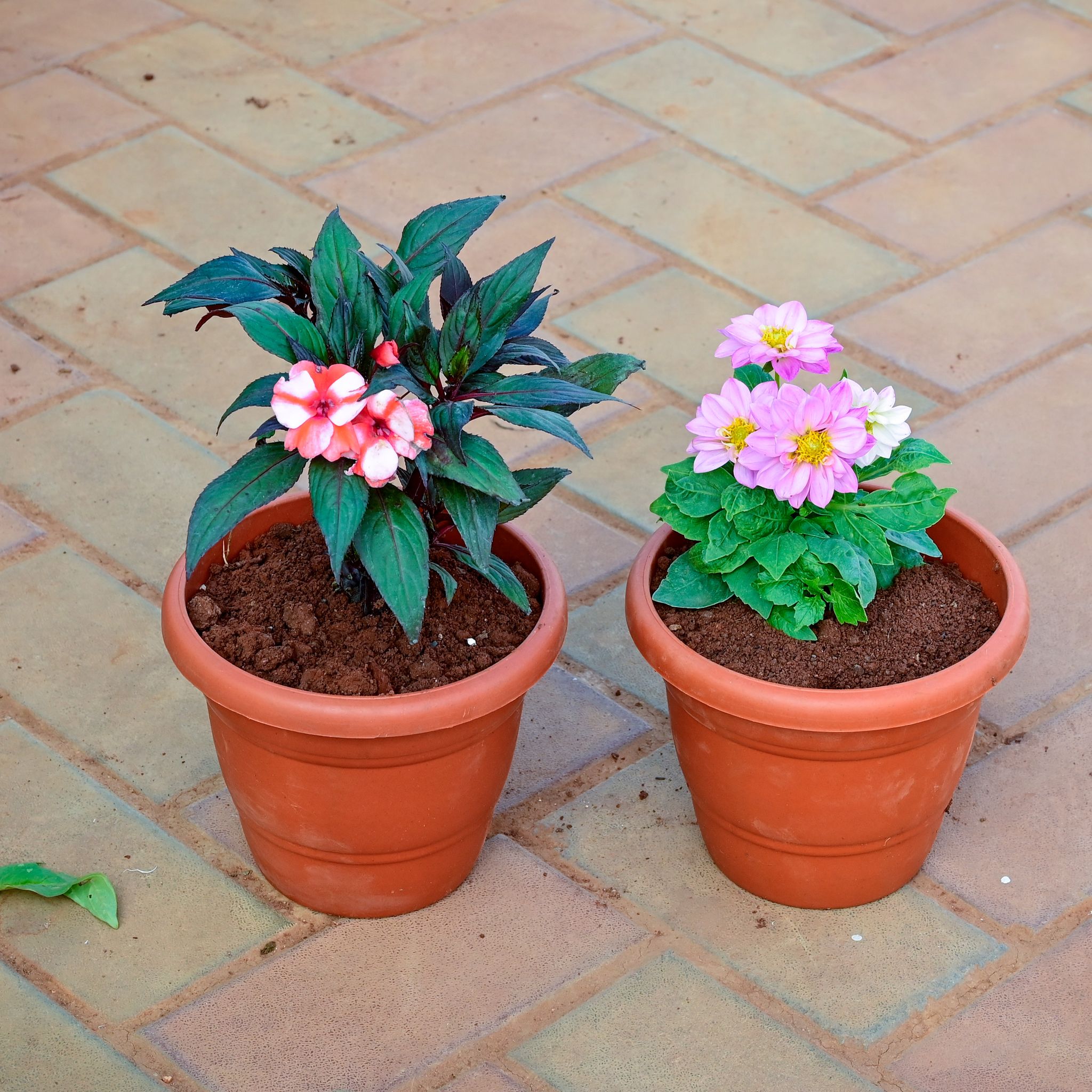 Set of 2 - Impatients & Zinnia (Any Colour) in 7 Inch Classy Red Plastic Pot