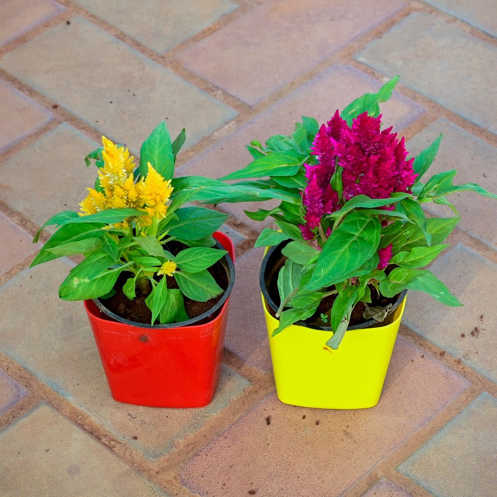 Buy Set of 2 - Cockscomb ( Yellow & Pink) in 4 Inch Premium Square Plastic Pot (any colour) Online | Urvann.com Set of 2 - Cockscomb ( Yellow & Pink) in 4 Inch Premium Square Plastic Pot (any colour)