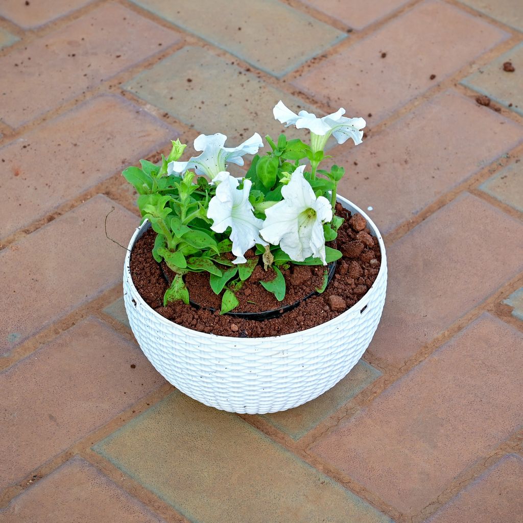 Petunia (Any Colour) in 6 Inch White Hanging Basket