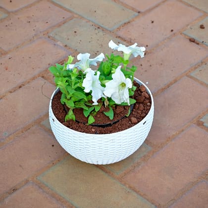 Buy Petunia (Any Colour) in 6 Inch White Hanging Basket Online | Urvann.com