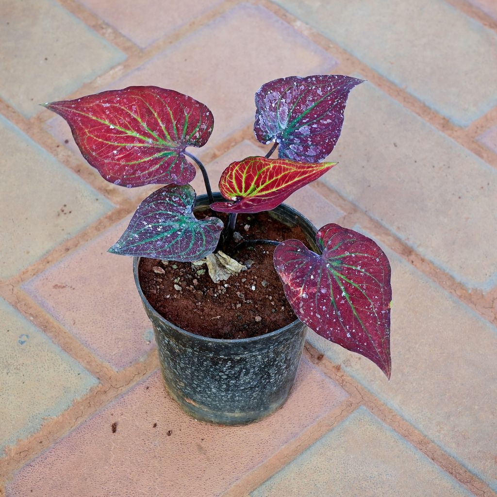 Caladium Red in 5 Inch Classy Red Plastic Pot