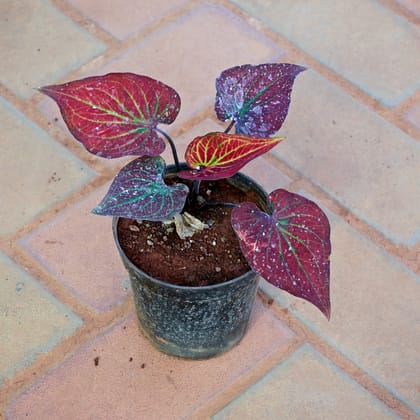 Buy Caladium Red in 5 Inch Classy Red Plastic Pot Online | Urvann.com