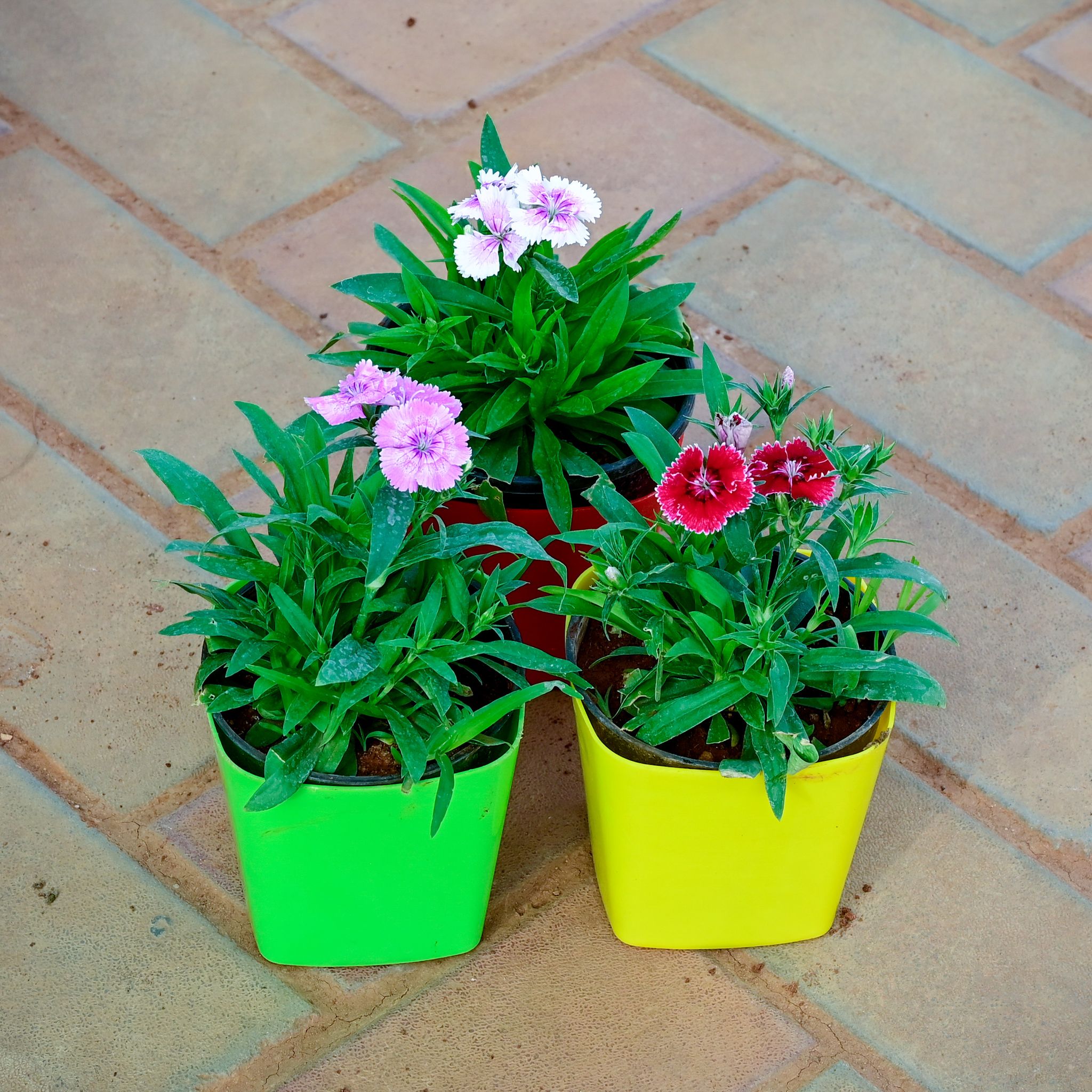 Set of 3 - Dianthus (Red, White Light Pink) in 4 Inch Premium Square Plastic Pot (any colour)