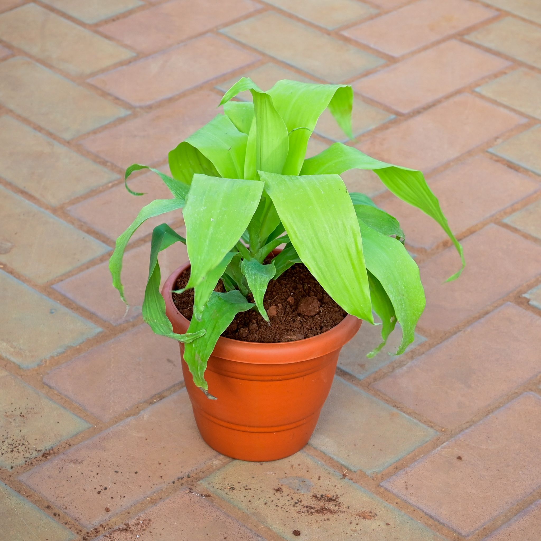 Dracaena Green in 7 Inch Classy Red Plastic Pot