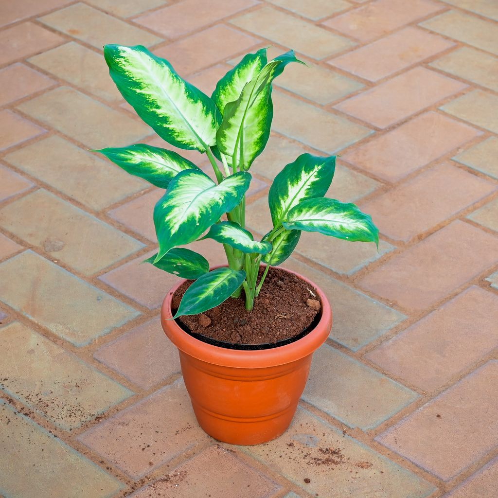 Buy Dieffenbachia Dumbcane in 7 Inch Classy Red Plastic Pot Online | Urvann.com Dieffenbachia Dumbcane in 7 Inch Classy Red Plastic Pot