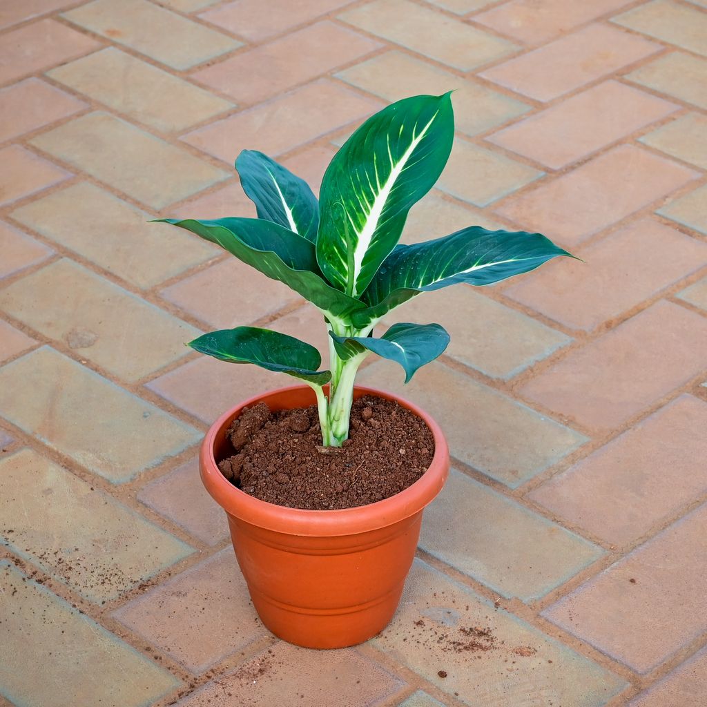 Buy Dieffenbachia Green in 7 Inch Classy Red Plastic Pot Online | Urvann.com Dieffenbachia Green in 7 Inch Classy Red Plastic Pot