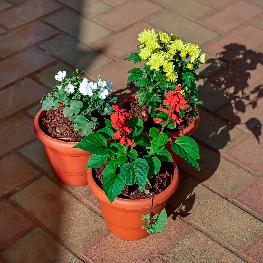 Buy Set of 3 - Salvia, Geranium & Chrysanthemum / Guldawari / Guldaudi (any colour) in 7 Inch Classy Red Plastic Pot Online | Urvann.com Set of 3 - Salvia, Geranium & Chrysanthemum / Guldawari / Guldaudi (any colour) in 7 Inch Classy Red Plastic Pot